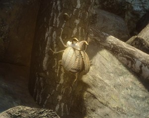DD2 Golden Trove Beetle